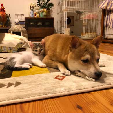 暴れ猫 子猫 柴犬 正しい 対処法 仲良し しまっちゃう 巻く