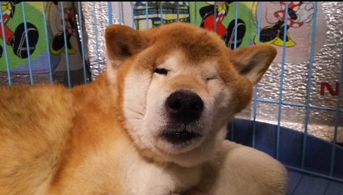 顔が変形した柴犬