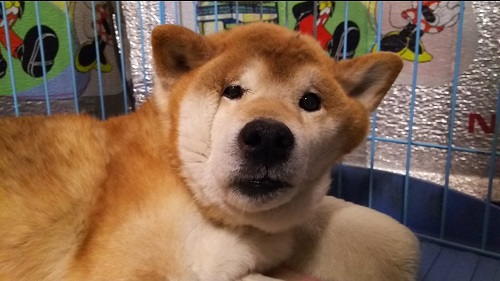 顔が変形した柴犬