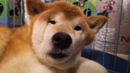 顔が変形した柴犬