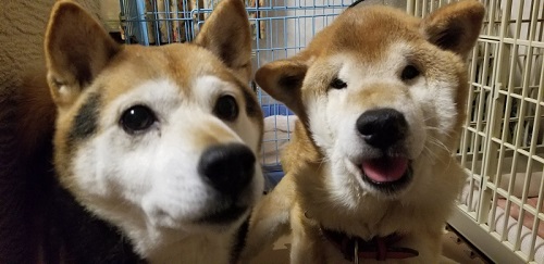 顔が変形した柴犬