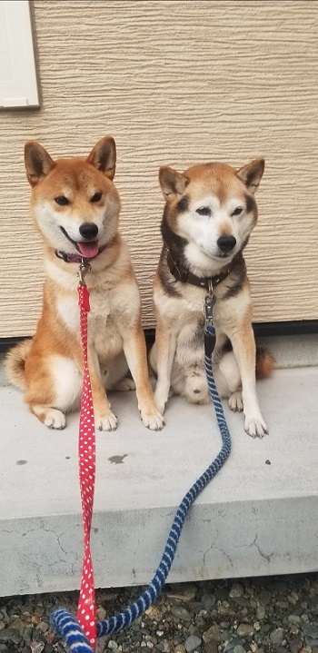 顔が変形した柴犬