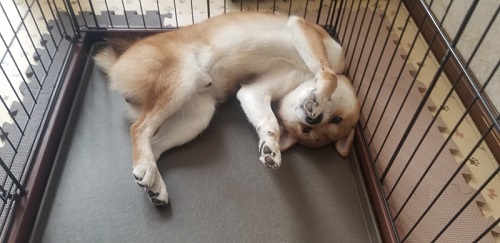 顔が変形した柴犬