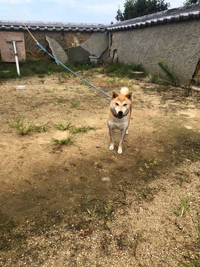 犬 合成画像感 3D CG ゲーム AR 庭