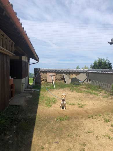 犬 合成画像感 3D CG ゲーム AR 庭