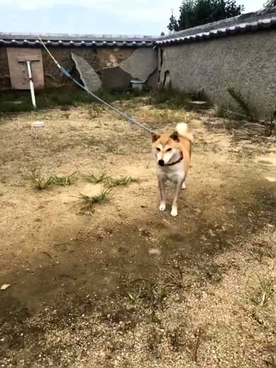 犬 合成画像感 3D CG ゲーム AR 庭
