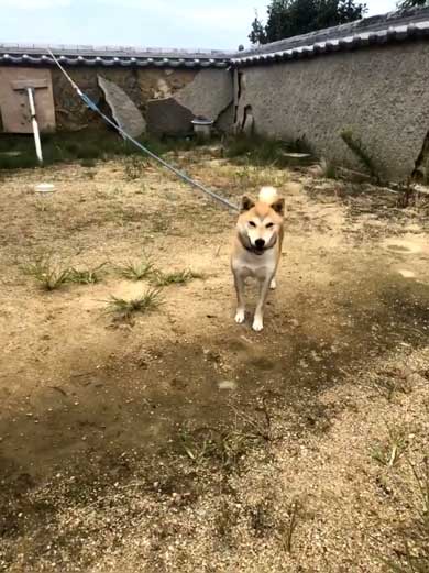 犬 合成画像感 3D CG ゲーム AR 庭