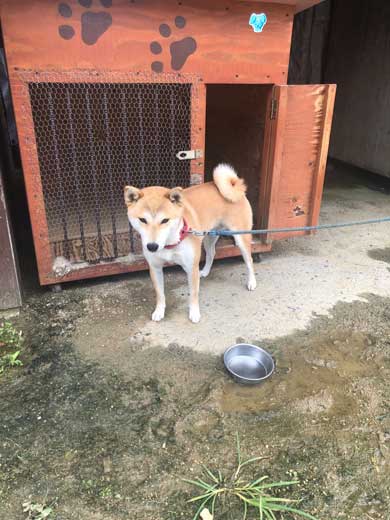 犬 合成画像感 3D CG ゲーム AR 庭