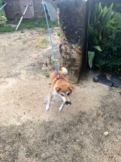 犬 合成画像感 3D CG ゲーム AR 庭