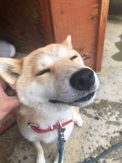犬 合成画像感 3D CG ゲーム AR 庭