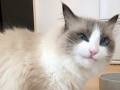 「やるニャ、かいぬし！（ニヤリ）」　大好物にクールな笑顔を見せる猫ちゃんがかわいい