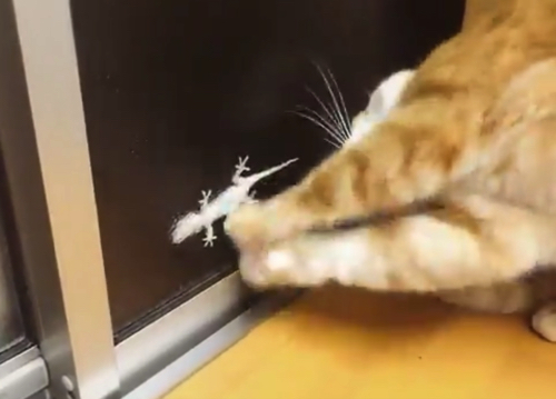 ましゅVヤモリ