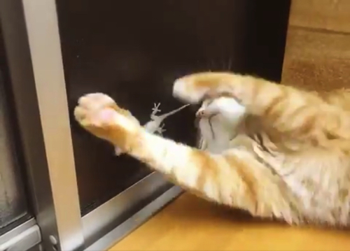 ましゅVヤモリ
