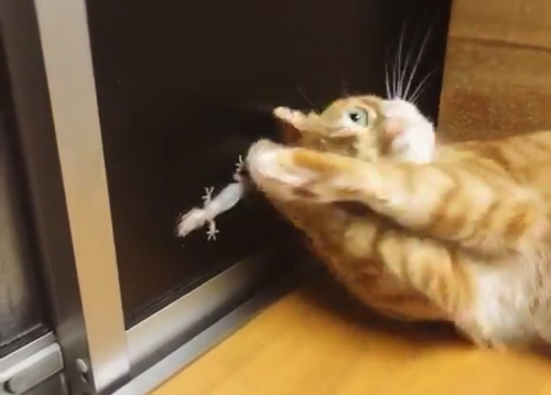 ましゅVヤモリ