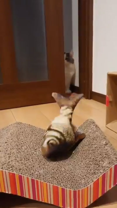 ドン引き猫ちゃん2