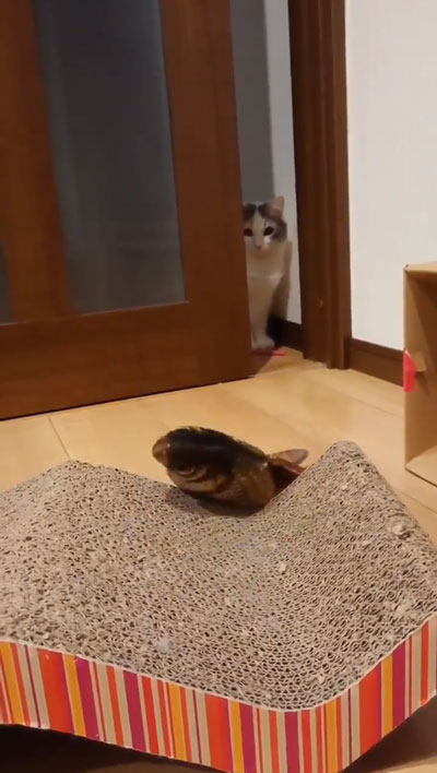 ドン引き猫ちゃん3