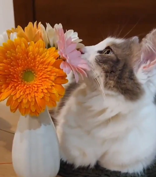 お花とチャコさん