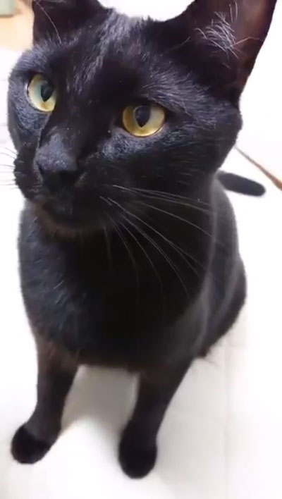 獲物を狙うジジさん