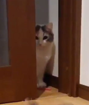 ドン引き猫ちゃんアップ