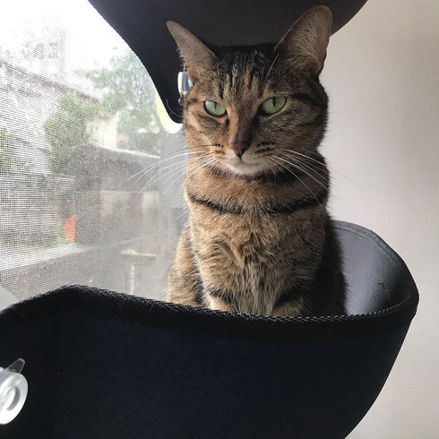 ハゲの原因猫ちゃん