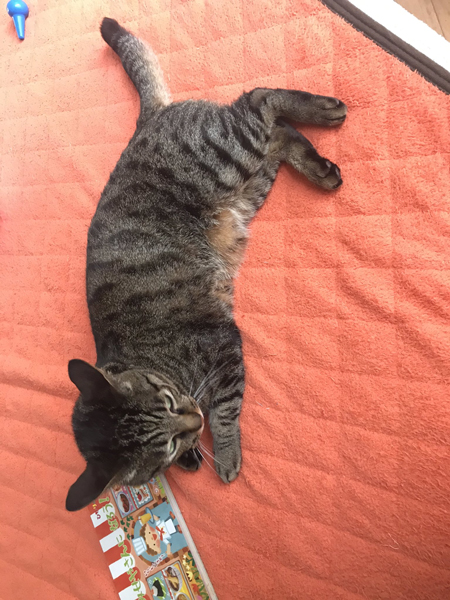 おもちゃの上にいる猫ちゃん