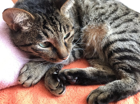 猫ちゃんのお腹と肉球