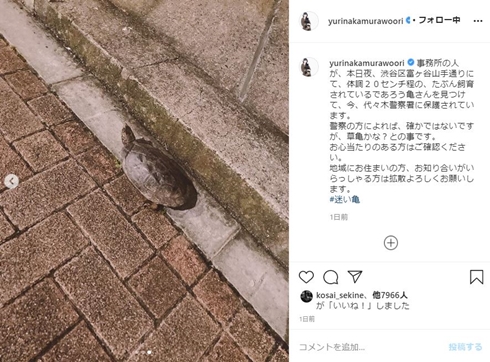 中村ゆり 天ちゃん ポメラニアン 亀 保護 渋谷