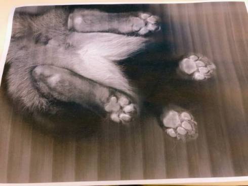 きなこ コピーされた猫