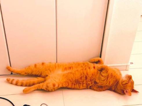 きなこ コピーされた猫