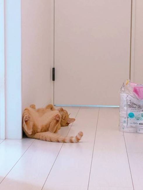 きなこ コピーされた猫