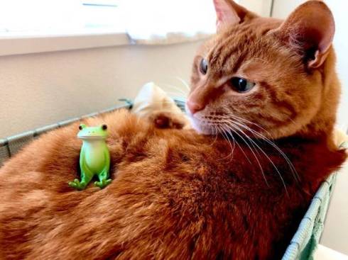 きなこ コピーされた猫