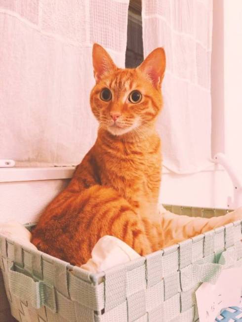 きなこ コピーされた猫