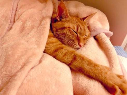 きなこ コピーされた猫