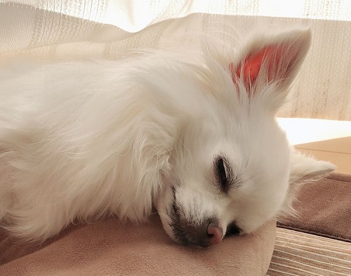 ペット手帳 ベストショット