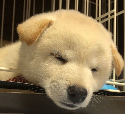 ペット手帳 ベストショット