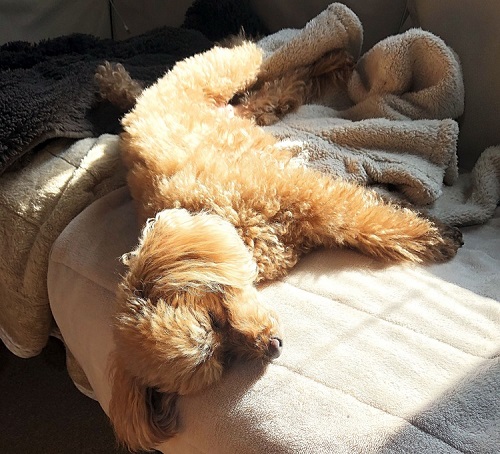 ペット手帳 ベストショット