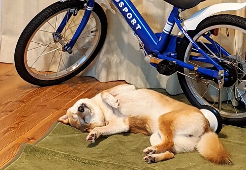 ペット手帳 ベストショット