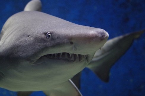 絶妙に海に行きたくなくなる？マジメに面白いサメ映画ベスト10