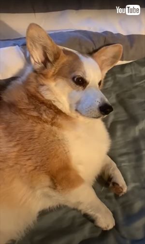 犬