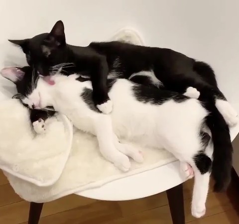 腕枕猫