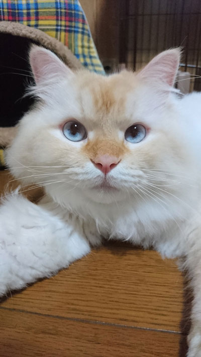 ハクさん顔アップ
