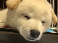 【ベストショット】面白いポーズのワンちゃんたち 2020年8月号