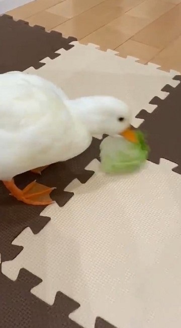 レタスをもらったコールダック