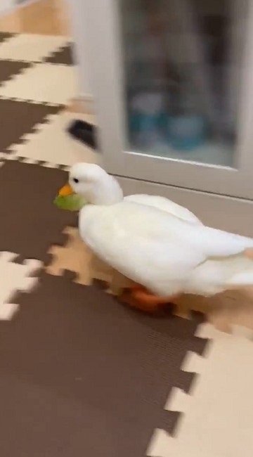 レタスをもらったコールダック