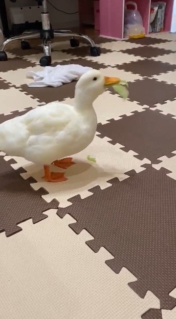 レタスをもらったコールダック