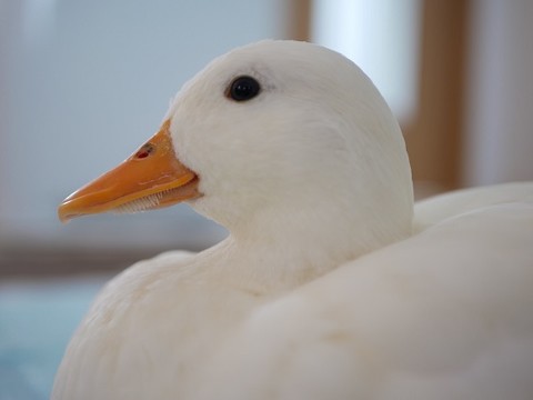 レタスをもらったコールダック