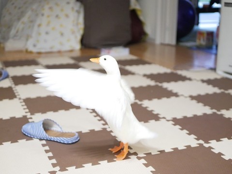 レタスをもらったコールダック