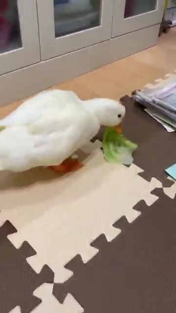 レタスをもらったコールダック