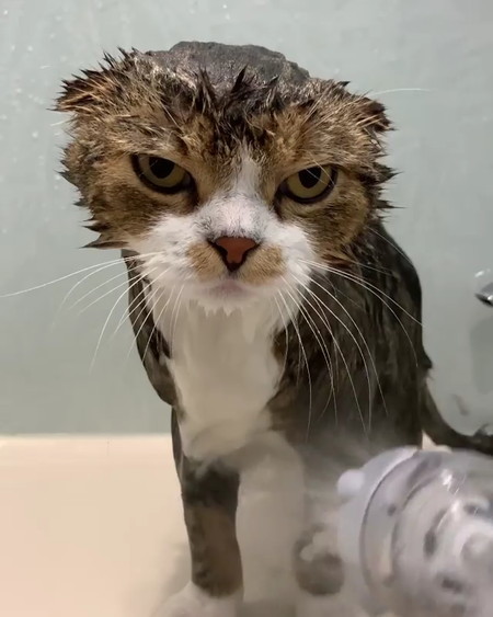 猫 うずらちゃん お風呂 激おこ