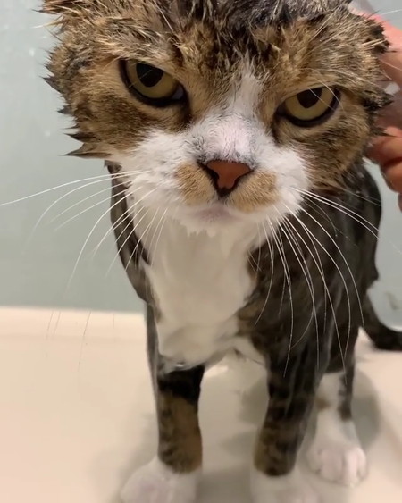 猫 うずらちゃん お風呂 激おこ